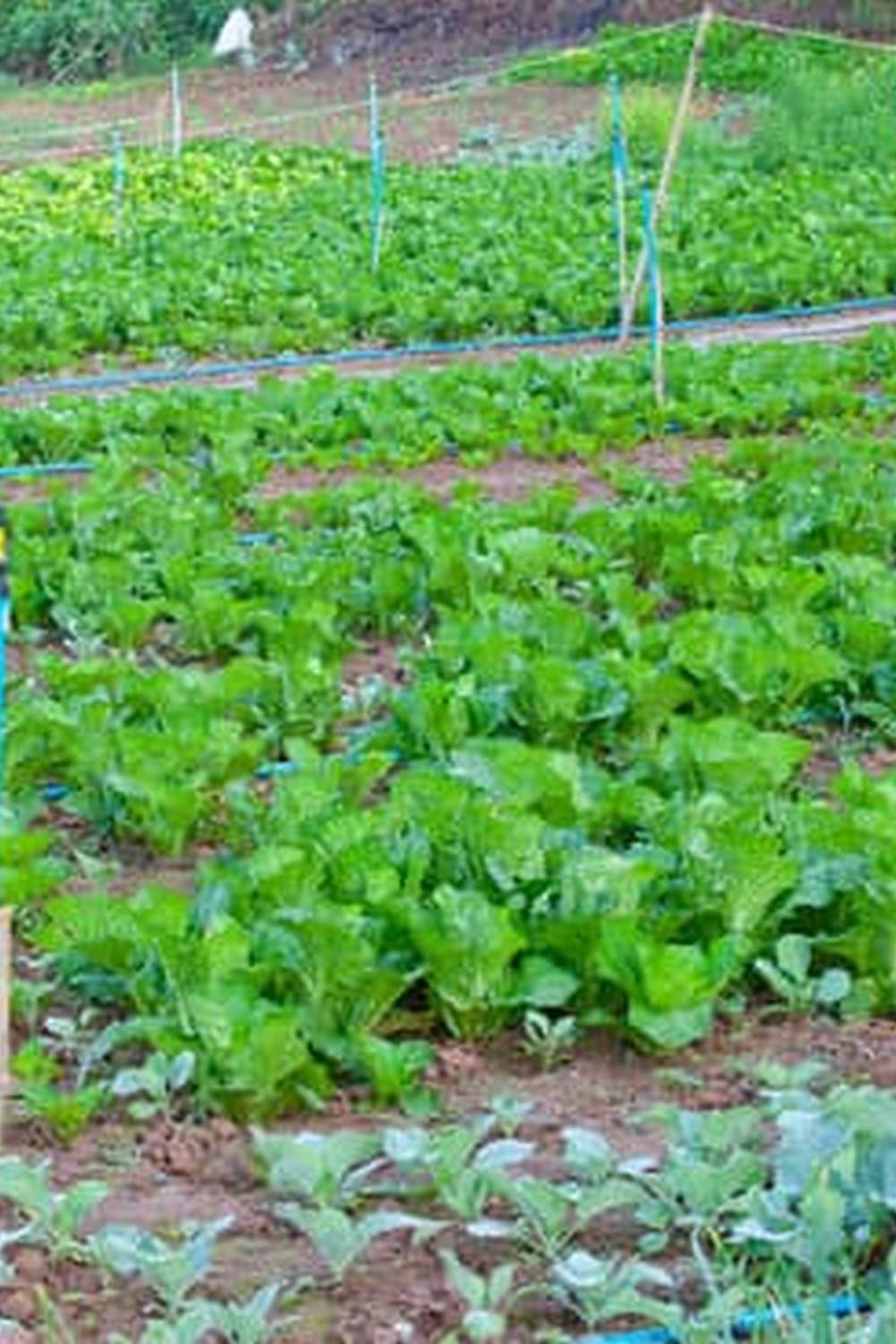Bountiful and Colorful Above Ground Gardens with Fresh Vegetables