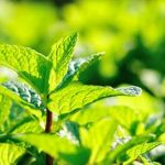 Check out our VEGETABLE GARDENING TIPS FOR BEGINNERS UK to start your own thriving garden