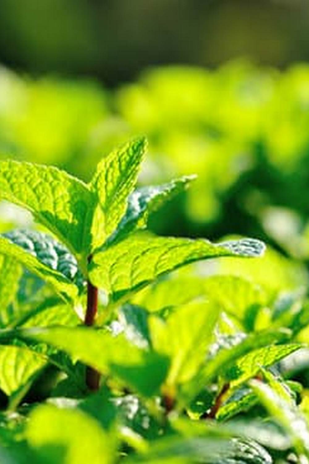 Check out our VEGETABLE GARDENING TIPS FOR BEGINNERS UK to start your own thriving garden