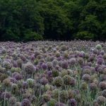 Certified organic untreated cedar wood - safe wood for vegetable gardens