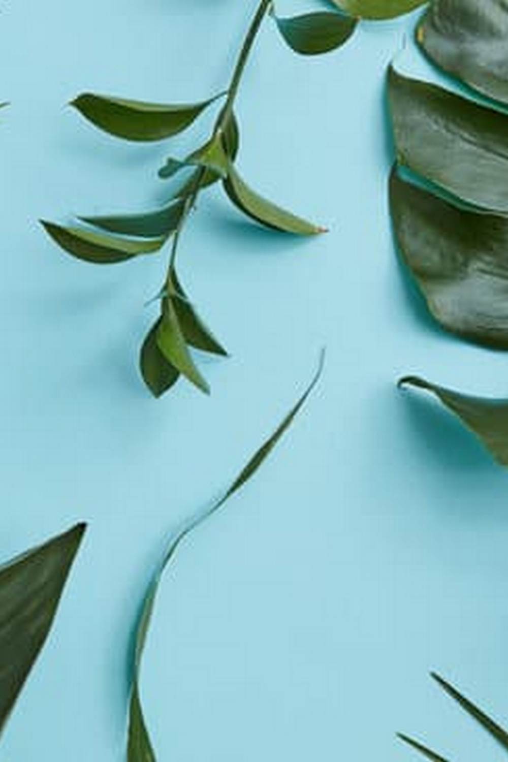 Colorful vegetable gardens thriving amidst nature - Copyright free