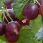 consider using tap water for vegetable plants