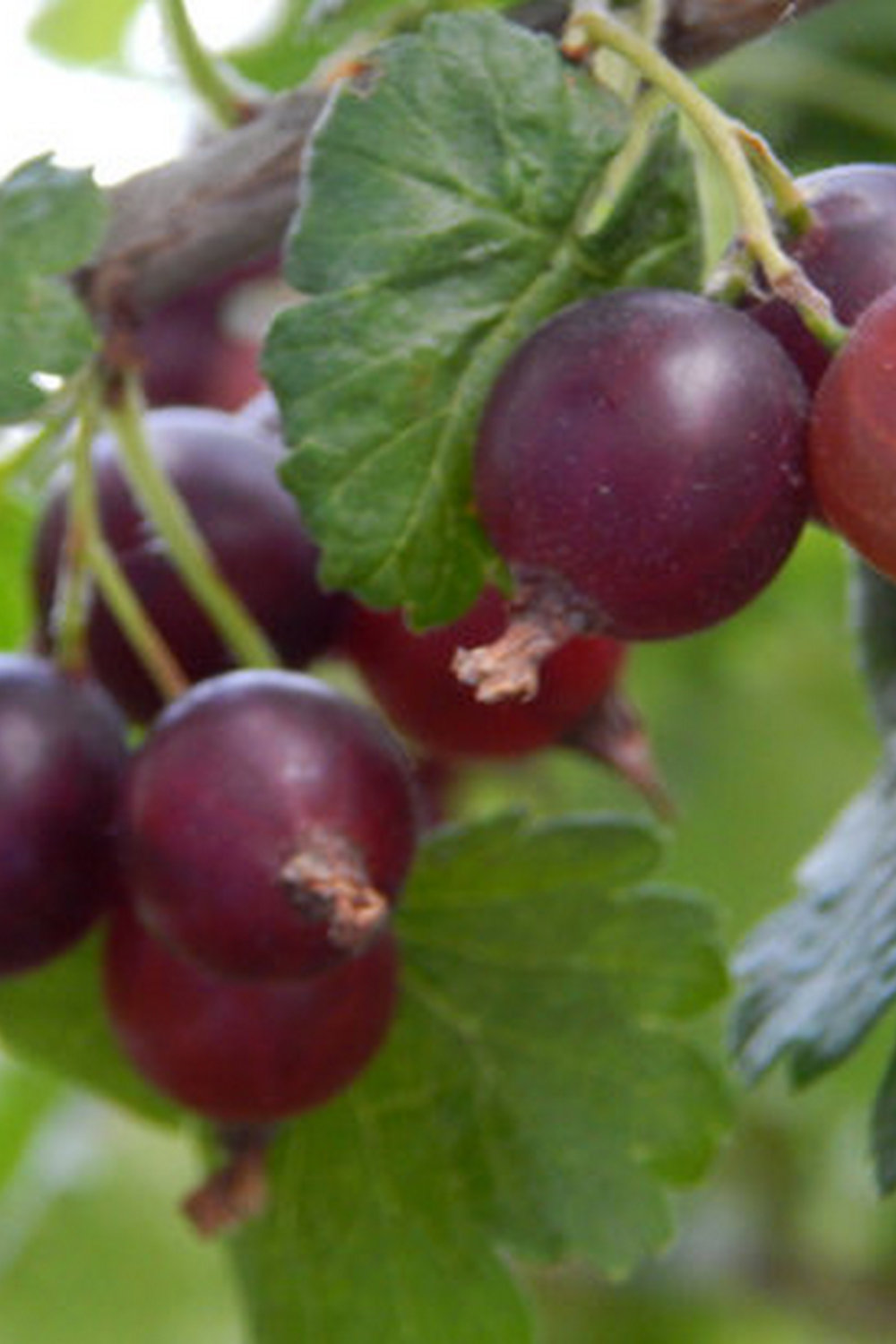 consider using tap water for vegetable plants