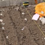 Optimal Vegetable Spacing for Maximum Growth and Yield