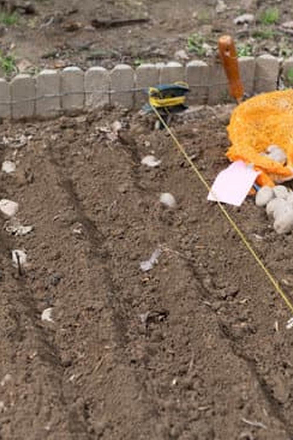 Optimal Vegetable Spacing for Maximum Growth and Yield