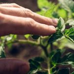 Beautifully integrated combined flower and vegetable gardens showcasing the harmony of nature and sustainability