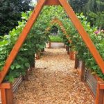 Vibrant perennial vegetable garden showcasing a variety of low-maintenance crops for year-round harvest