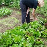 Healthy vegetable garden protected with Grubex, eliminating harmful pests and promoting robust growth
