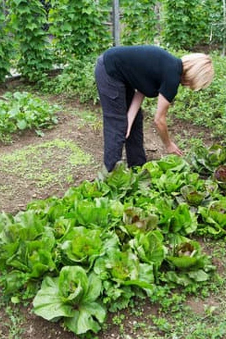 Grubex In Vegetable Gardens — Vegetable Gardening News