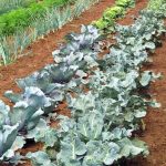 Organic Indian vegetable gardening in US, growing traditional crops like okra, bitter gourd, and fenugreek