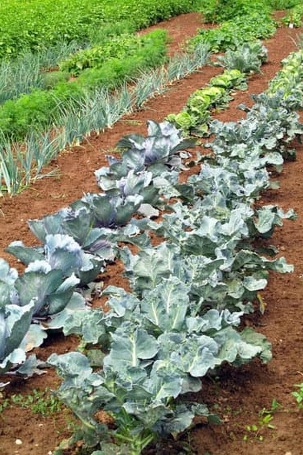 Organic Indian vegetable gardening in US, growing traditional crops like okra, bitter gourd, and fenugreek