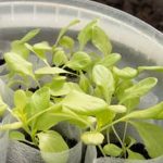 Step-by-step guide to pallet vegetable gardening for beginners - How to do pallet vegetable gardening