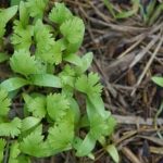 Do Vegetable Gardens Need to Be Watered Everyday do vegetable gardens need to be watered everyday