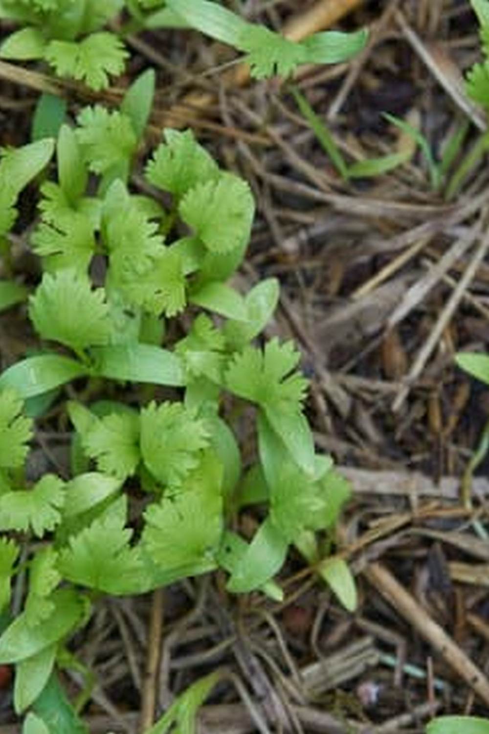 do vegetable gardens need to be watered everyday