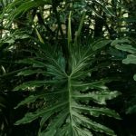 Assorted shade-tolerant vegetables for shady gardens- a variety of veggies thrive in low light conditions