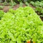 a comprehensive guide