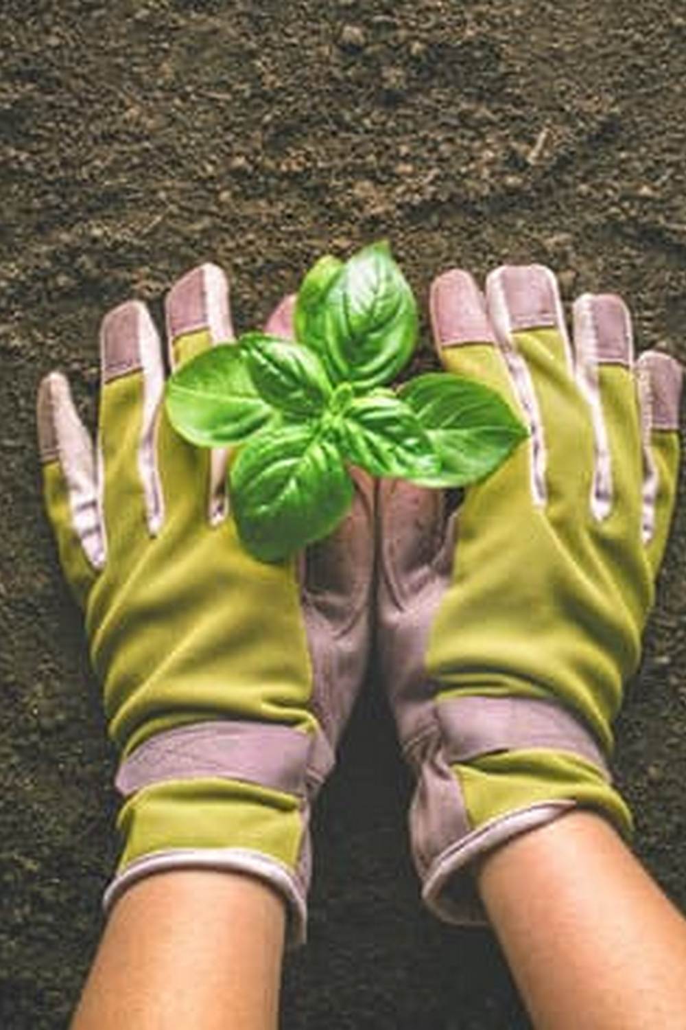 Vibrant container garden with herbs and vegetables flourishing in urban setting