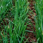 Combating Global Malnutrition - scholarly articles