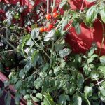 Diverse urban farming plots nurturing local produce and community bonds