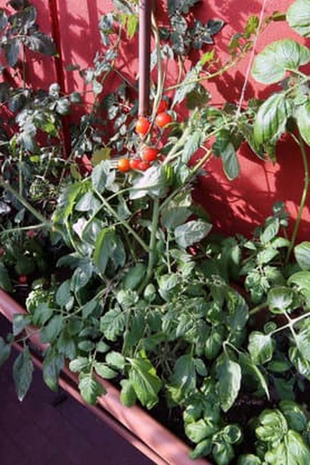 Diverse urban farming plots nurturing local produce and community bonds