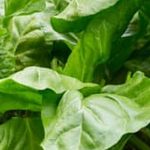 Organic compost rich in nutrients for vegetable gardens. Best compost for optimal plant growth