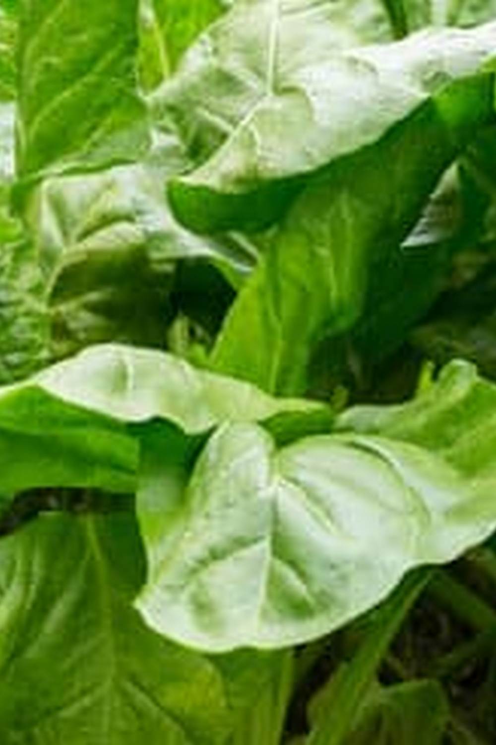 Organic compost rich in nutrients for vegetable gardens. Best compost for optimal plant growth