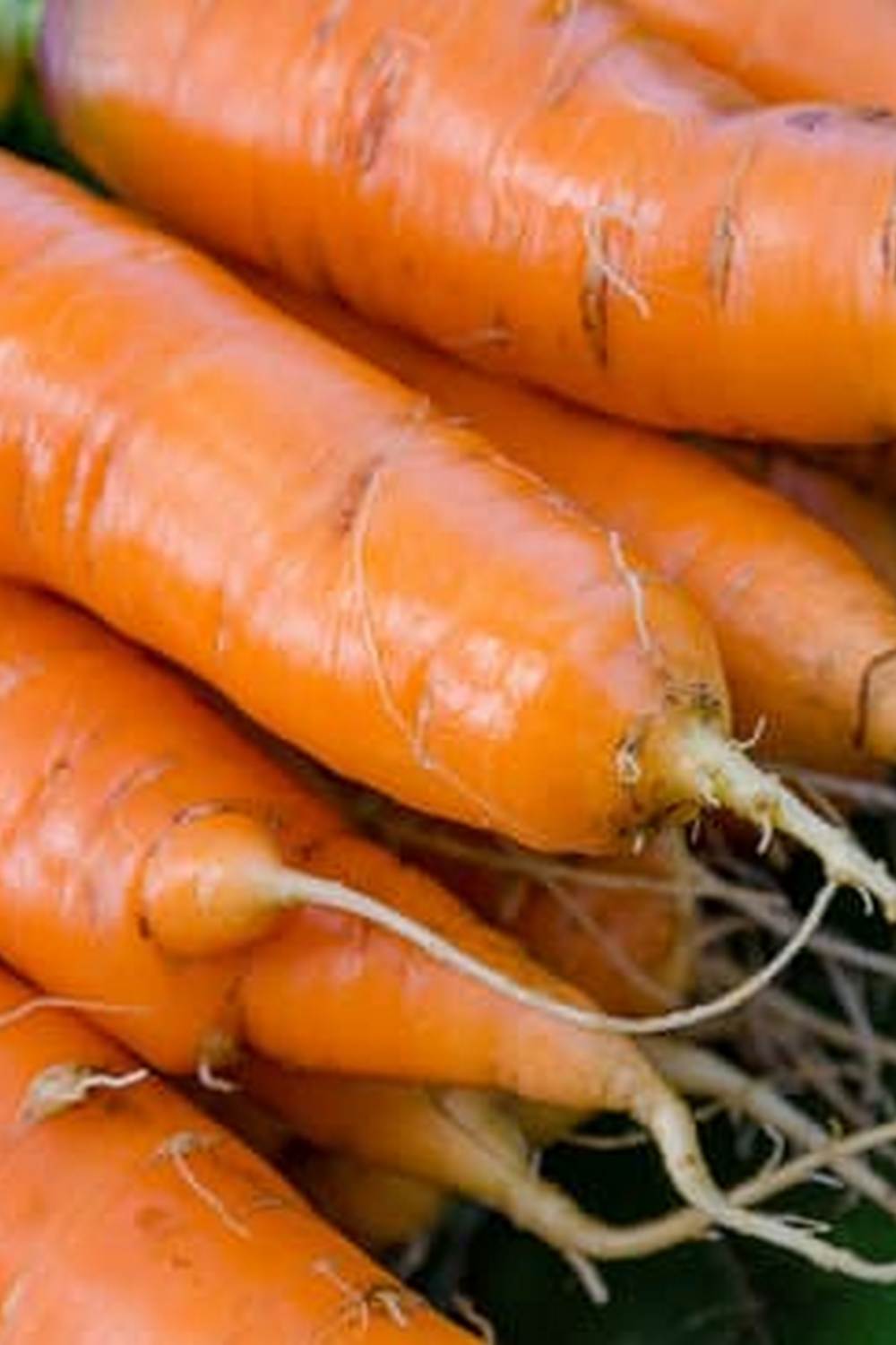 choosing heat-tolerant varieties, proper watering, and shading