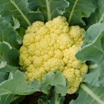 Pre Post Emergent Herbicide