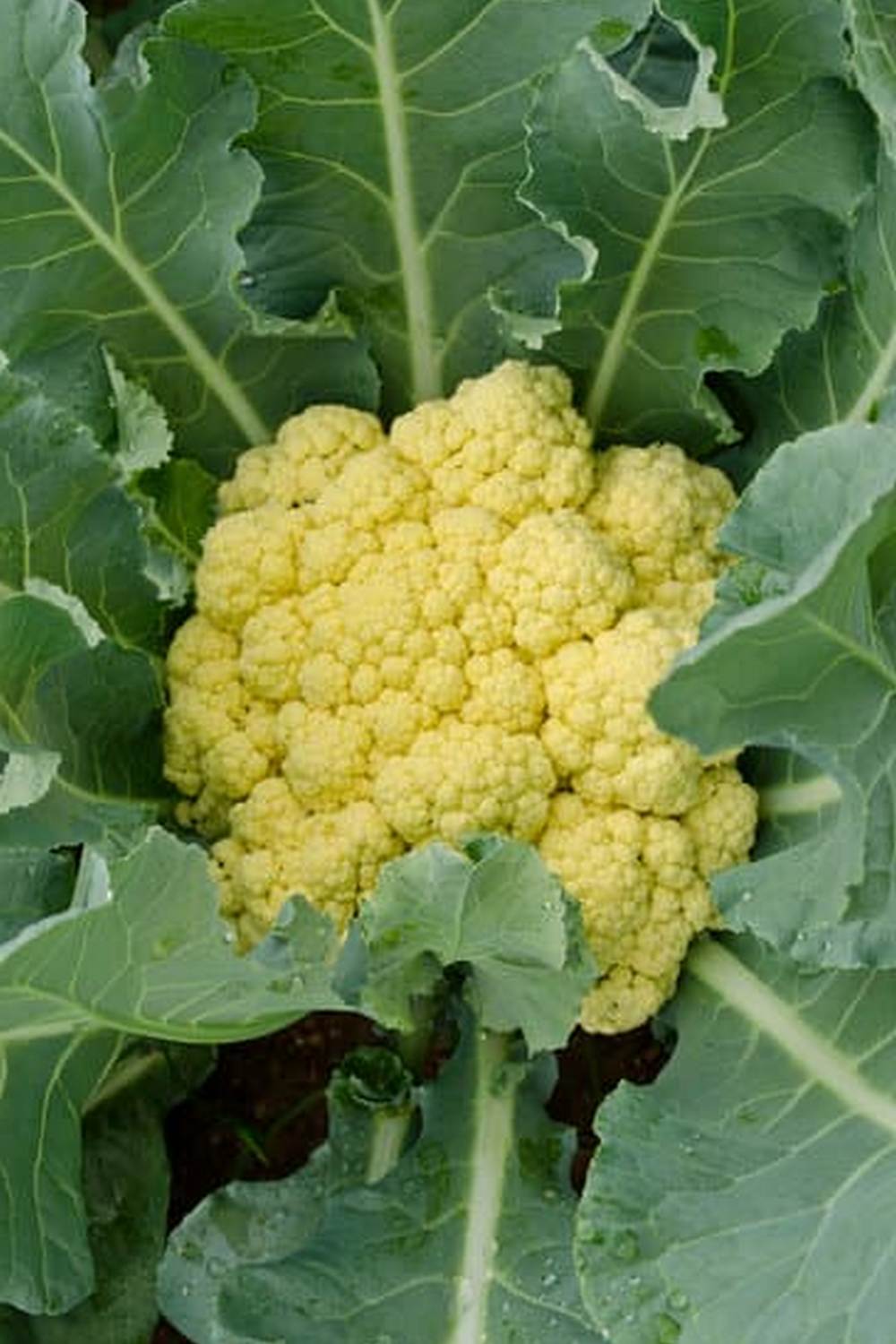 Pre Post Emergent Herbicide