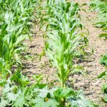 Safe and Effective Natural Ant Repellent for Vegetable Gardens