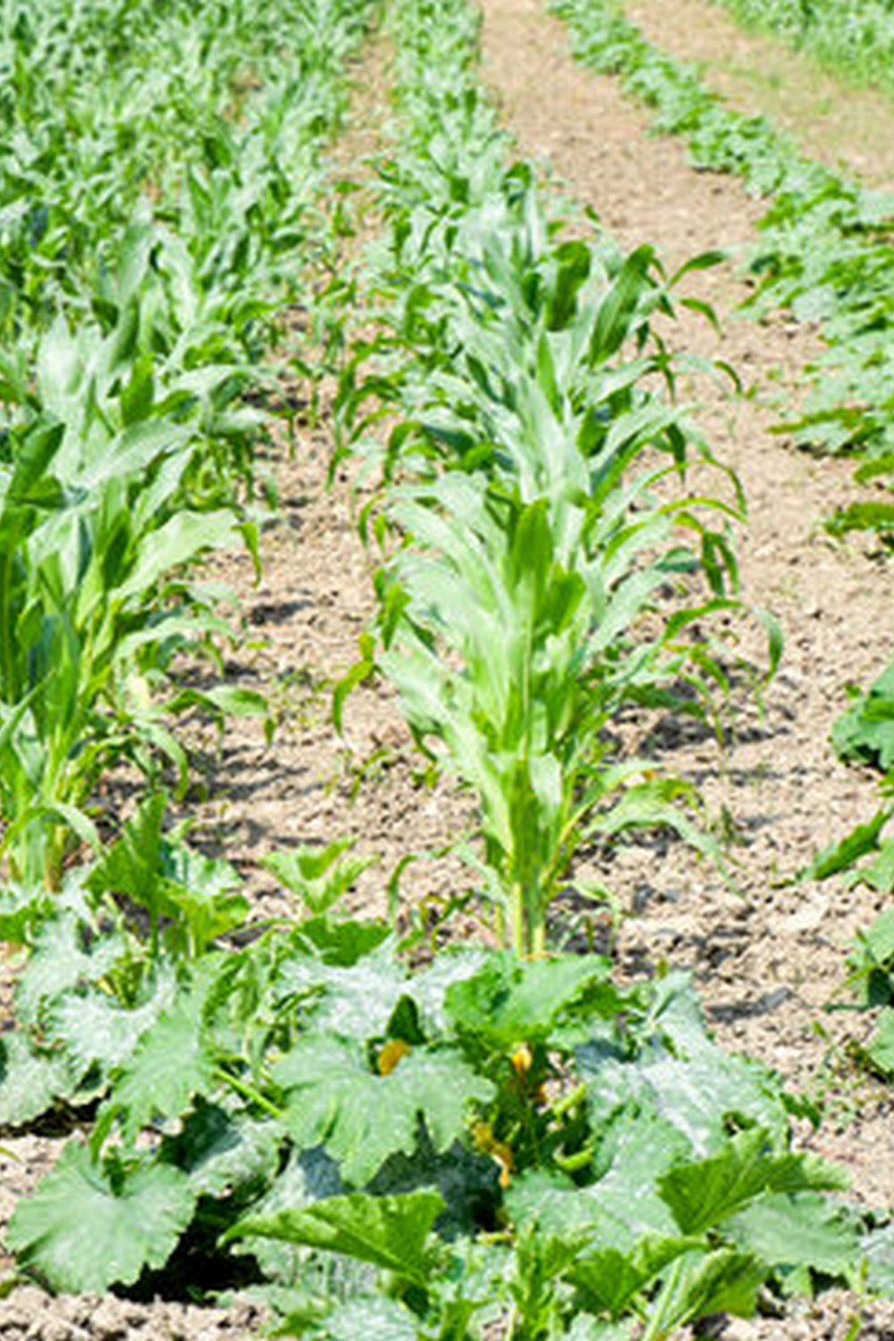 Safe and Effective Natural Ant Repellent for Vegetable Gardens