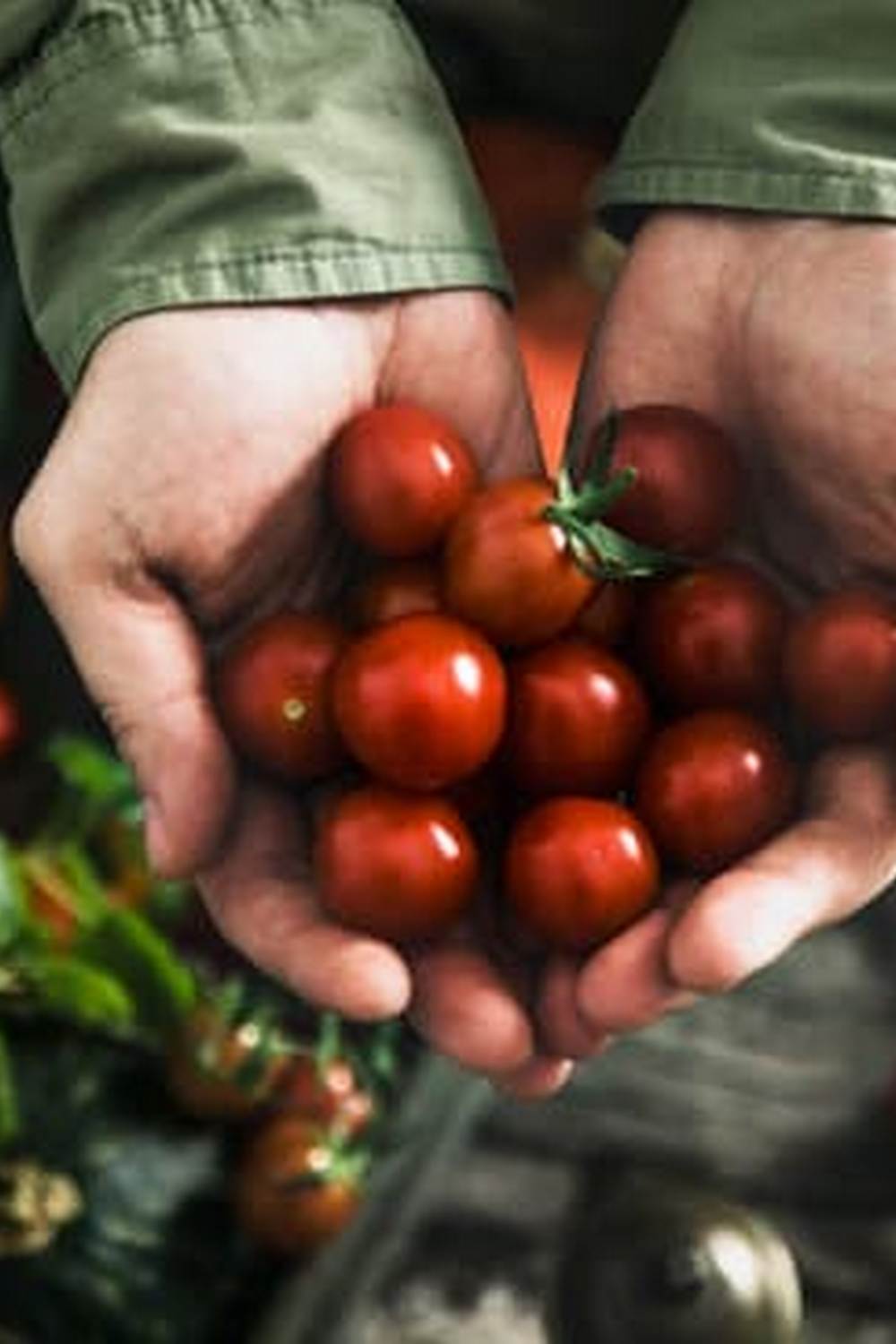 Small-space gardening tips for South Florida residents