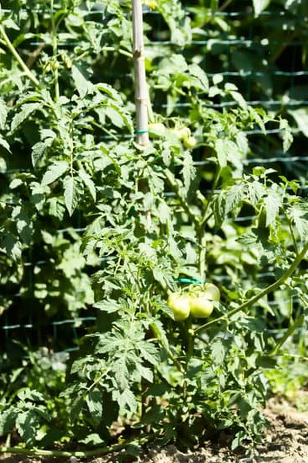 Image of chickens in vegetable garden. Capturing chickens eating vegetables among the greenery