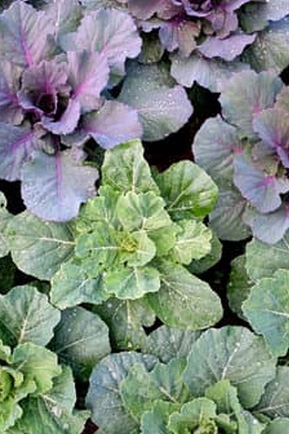 Tips for Growing Healthy, Fresh Produce at Home