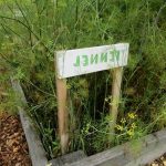 Western Washington Gardening Vegetables