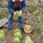 Metal and plastic containers for gardening vegetables on a sunny patio