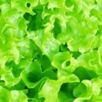 Growing Vegetables in Raised Gardens A sustainable, space-saving way to cultivate a bountiful harvest