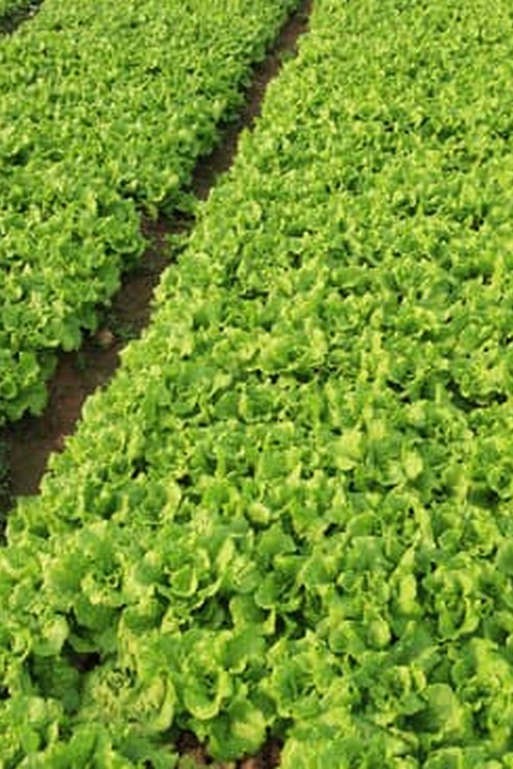 Ensuring Safe and Effective Application