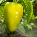 Step-by-step guide on how to do vegetable gardening at home, including soil preparation and plant care