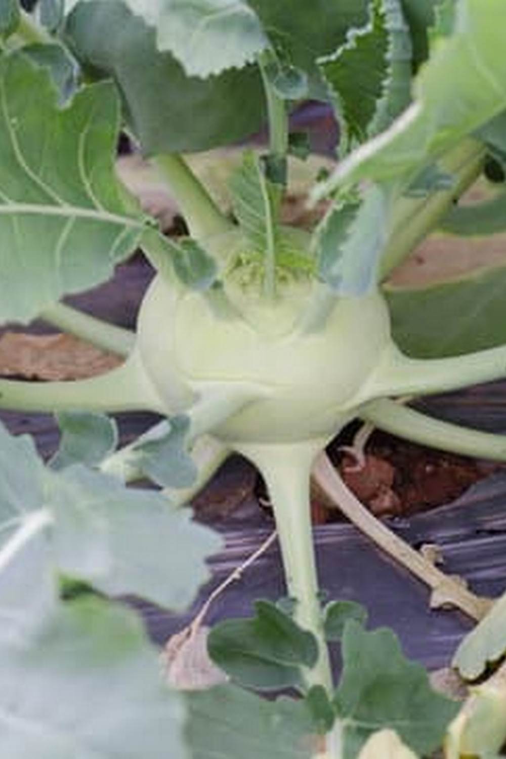 Vegetable Gardening Tutorial 1 Growing your own veggies at home