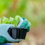 Composting toilet waste can fertilize vegetable gardens sustainably, promoting healthy plant growth