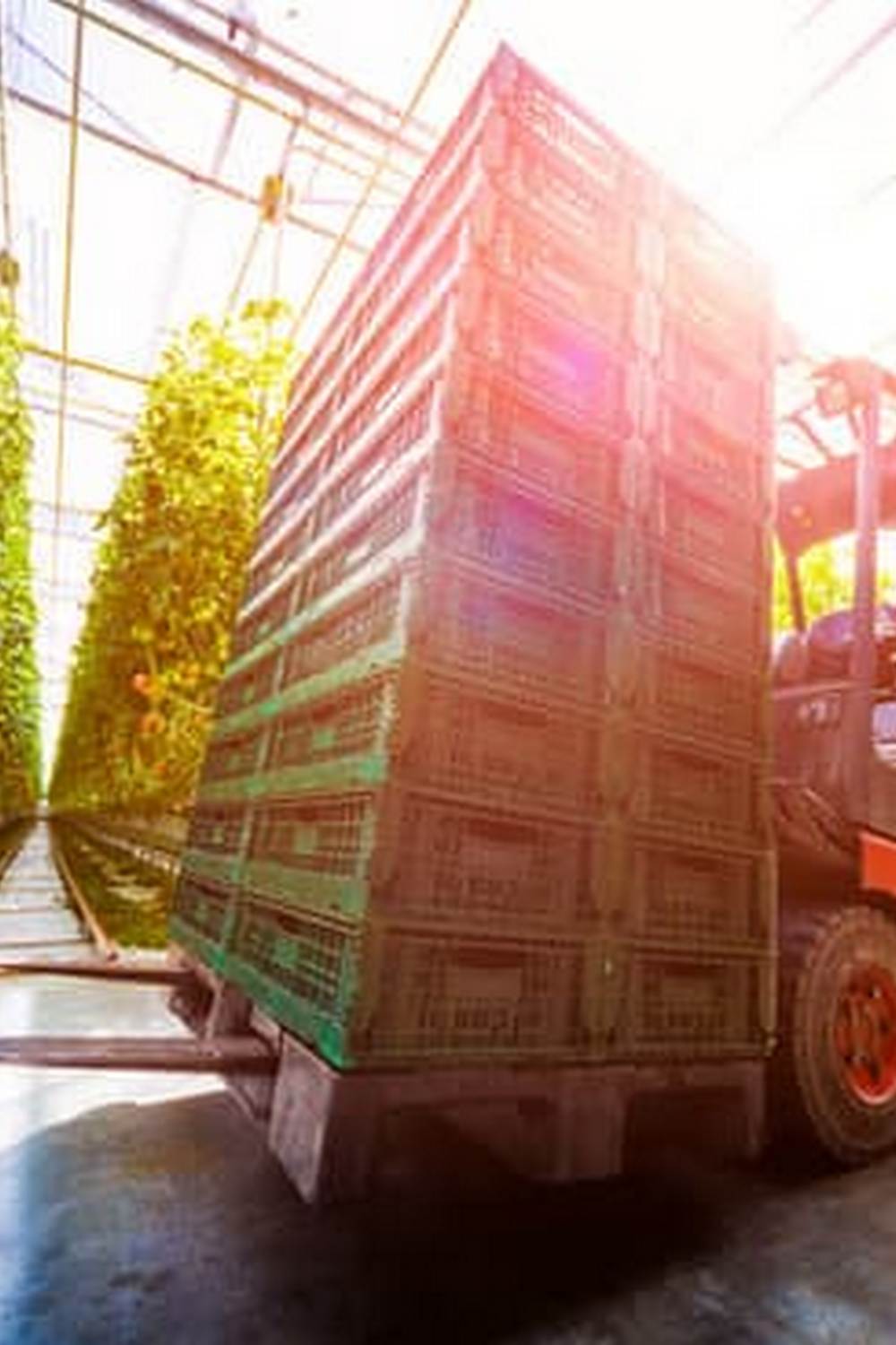 Tips for Success in Short Growing Season