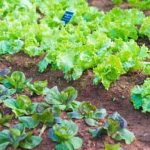 Learn from Veggie GardenerVeggie Gardener's Experience