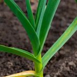 choosing the best light for healthy plant growth