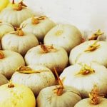 Migardeners High Density Vegetable Gardening Videos Expert tips for success in small space gardening