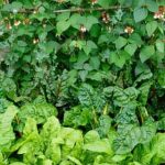 Timber Press Vegetable Gardening in Pacific Northwest