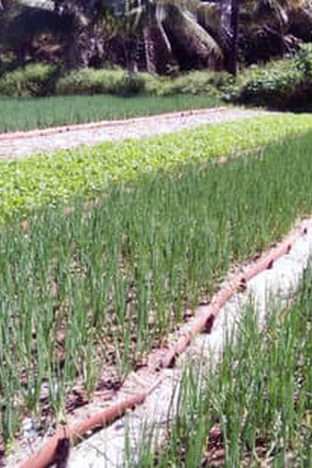 Organic, Sustainable, Non-Toxic Approach for Growing Healthy Produce