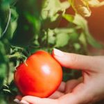 Expert tips for growing your own produce at home