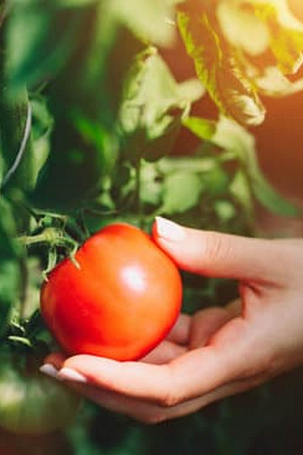 Expert tips for growing your own produce at home