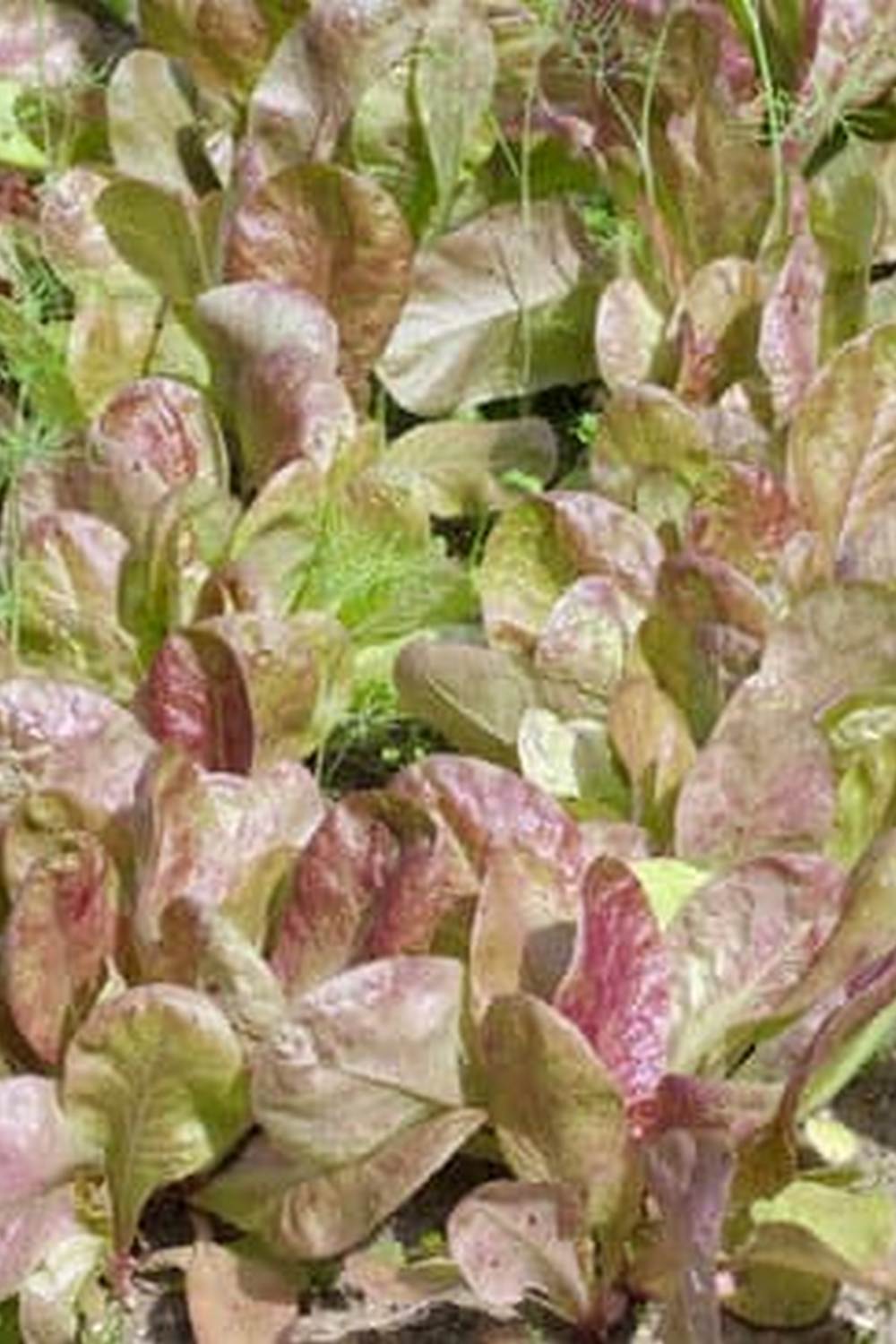 Balcony-Friendly Tips